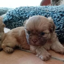 John Henry 4 - Chocolate male Shih Tzu puppy in Grand Prairie, Texas from R&R Shih-Tzus & Stud Services