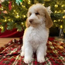 Peppermint RED PARTI (was pumpkin) - Red female Bernedoodle puppy in Lookout, California from Remington Kennels, LLC