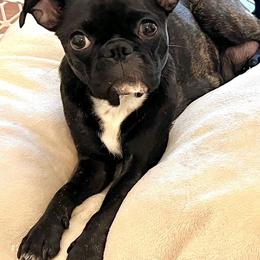 Companion Crosses from Love Bugg Pups