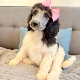 Luna - Parti female Poodle puppy in Meadowbrook, California from Standard Poodle Pups