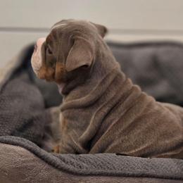 Buffy - Lilac tri-color female Bulldog puppy in Harrisburg, Pennsylvania from Central PA WiggleButts Bulldogs