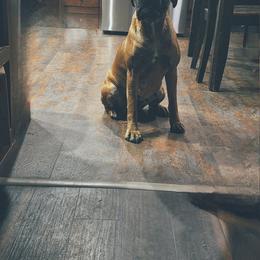 Boxer All Grown Up from Moonlitboxers