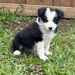 Till - Black and white male Border Collie puppy in Mckinney, Texas from Border Collies of Ruidoso