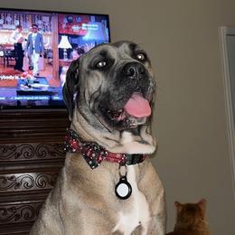 Aerie - Cane Corso