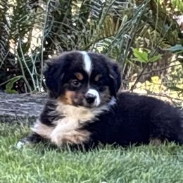 Black Tri Female - Black tri female Miniature American Shepherd puppy in Cowlitz County, Washington from Pleasant Woods Miniature American Shepherds