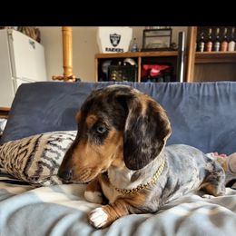 Dollar - Dachshund
