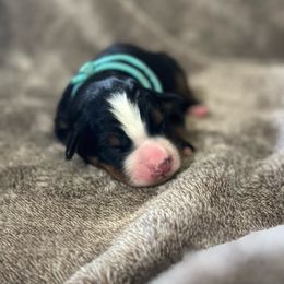 Blue - Bernese Mountain Dog puppy from Country Acres Berners