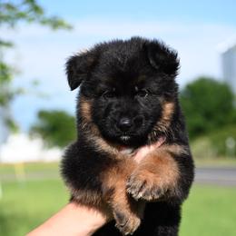 Cylo - Black and red German Shepherd puppy in Azle, Texas from Nuckol's Canines German Shepherds