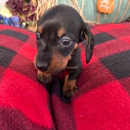 Smooth coat black and tan female - Black and tan female Dachshund puppy in Vineland, New Jersey from Corgis at the Jersey Shore/Frenchie Connection