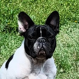 Opal - French Bulldog