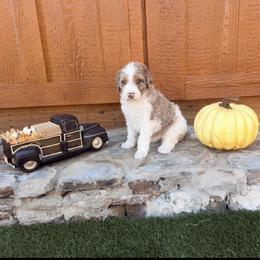 Willa - Blue merle female Aussiedoodle puppy in Lavonia, Georgia from H & A Kennels