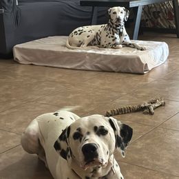 Dalmatians from Samba Flavors
