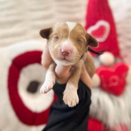 Florence - Caramel red female Australian Labradoodle puppy in Palmdale, California from Doodles_Ko