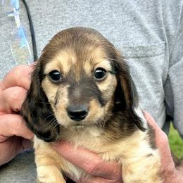 Quinn - Dapple male Dachshund puppy in Griffin, Georgia from Always Trippin' Doxie Life