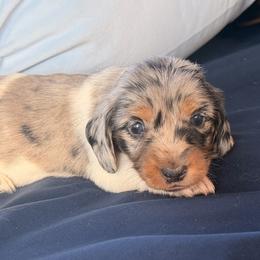 Boy 1 - Piebald male Dachshund puppy in Bowdon, Georgia from Doodle Bugs Doxies