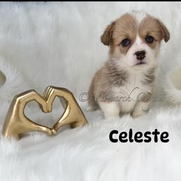 Celeste - Red female Pembroke Welsh Corgi puppy in Denver, Colorado from Monarch Corgis