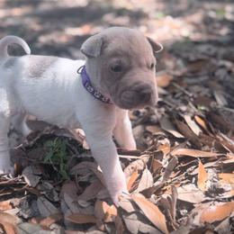 Gingy - Lilac dilute female Chinese Shar-Pei puppy in Lehigh Acres, Florida from Florida Wrinkles
