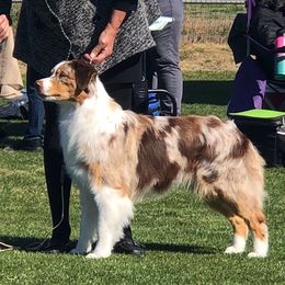 Australian Shepherd Puppies from Imagine Australian Shepherds