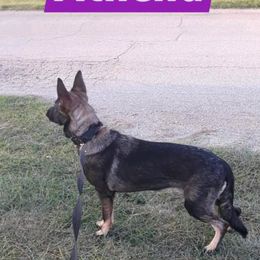 Athena - German Shepherd