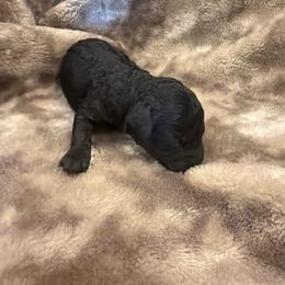 Black boy - Black male Poodle puppy in Oneida, Tennessee from Pippa’s Place Poodles