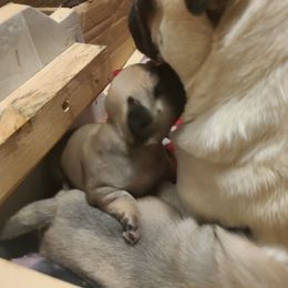 Pug Puppies from Lil'Farm Pugs