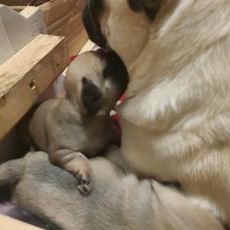 Pug Puppies from Lil'Farm Pugs