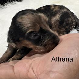 Athena - Dapple female Dachshund puppy in Cabool, Missouri from Dachshund's of Country Magic Farms in Missouri