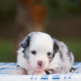 Paddington - Blue merle male Miniature American Shepherd puppy in Chocowinity, North Carolina from Foxtail Hollow