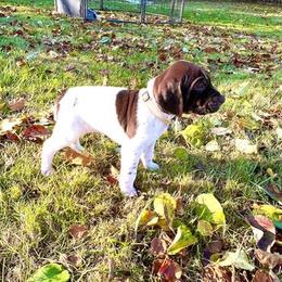 Stoeger - Liver and white German Shorthaired Pointer puppy in Onalaska, Washington from Boonies Farms