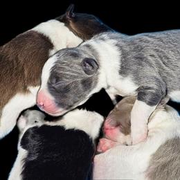 Pebble - Blue male Border Collie puppy in Cedar Springs, Michigan from Lyncroft Border Collies