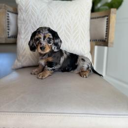 Dachshunds from Cherry Creek Dachshunds
