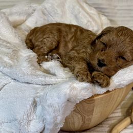 Cavapoos from The Cava Labdoodles