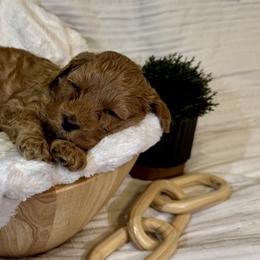 Cavapoos from The Cava Labdoodles