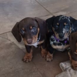 Biewer Terriers, Dachshunds, Poodles, and Shih Tzus from Paws & Kisses