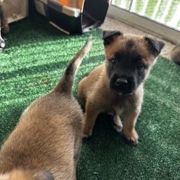 Belgian Malinois Puppies from Care 2 Protect