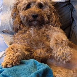 Penny - Goldendoodle