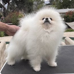 Romeo Boy 1 - White Pomeranian puppy in Riverside, California from Swans Nest Pomeranians (IG)