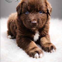 Snickers - Red tri-color male Australian Shepherd puppy in Fultonville, New York from Sandy Aussies & Pomeranians