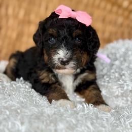 Pink - Tri-color female Bernedoodle puppy in Hesperia, Michigan from Red Acres Poodles & Doodles