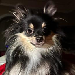 Yogi - Pomeranian