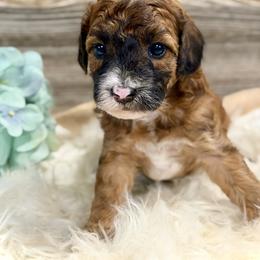 Bernedoodle and Whoodle Puppies from Genesis Family Farm