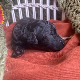 Olive Collar - Black female Poodle puppy in Pendleton, Oregon from Wilks Pups - Standard Poodles