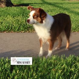 Beretta  - Miniature Australian Shepherd