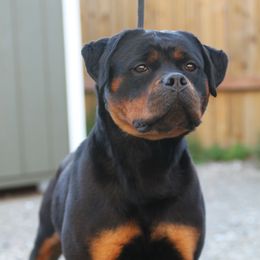 LANA - Rottweiler