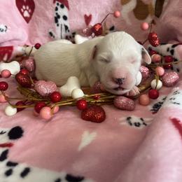 Cinnamon - White and black female Dalmatian puppy in Claremore, Oklahoma from Lotsofdots Dalmatians