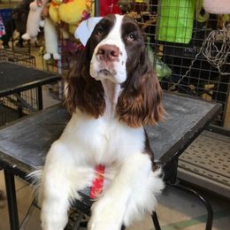 English Springer Spaniels from Wuerlwind English Springer Spaniels
