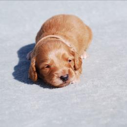 AKC Harry - Red male Dachshund puppy in Billings, Missouri from Bundles of Joy