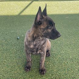 Boy 3 - Black brindle male Dutch Shepherd puppy in San Diego, California from TecK9s