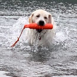 Labrador Retrievers from Scott's Labs