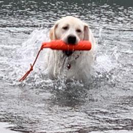 Labrador Retrievers from Scott's Labs